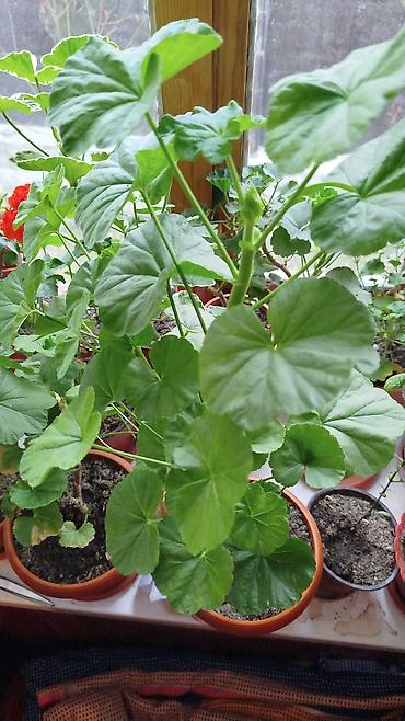 Герани и пеларгонии: Сортовой герандар сатылат. Баасы келишим турдо 300 сомдон жогору. - — 23