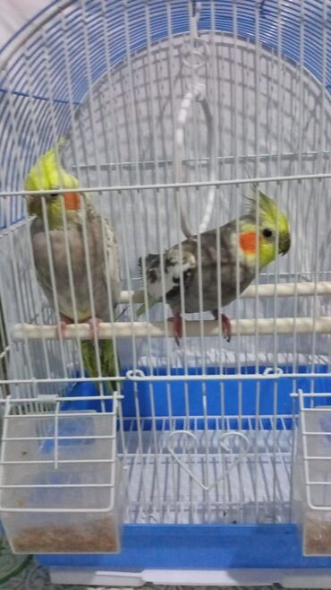 клетки для животных: Продам попугая Корелла говорящие,вместе с клеткой.Цена договорная адр