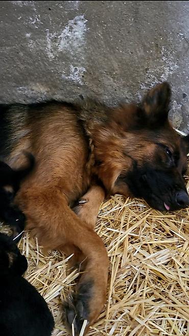 doberman balasi satilir: Alman çoban iti, 1 ay, Ünvandan götürmə, Ödənişli çatdırılma — 3