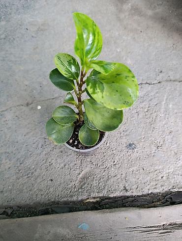 Фикусы: Комнатные растения — коллекция укоренённых саженцев и деток - Фикусы — 29