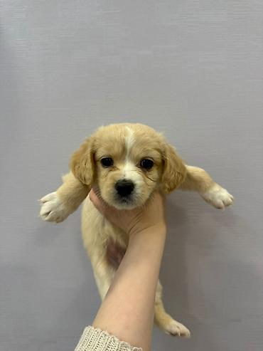 İtlər: Retriever, 2 ay — 2