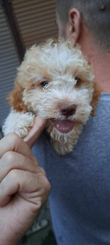 Psi: Prelepi štenci Lagoto Romanjolo dostupni za nove domove. Rođeni — 5