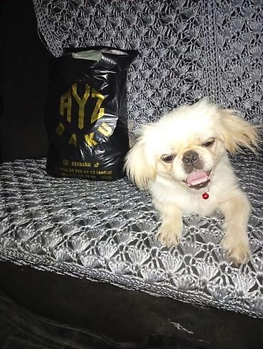 ev itləri satışı: Pekines, 8 ay, Dişi, Peyvəndli, Ünvandan götürmə — 8