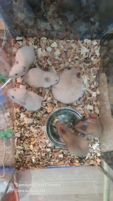 ev heyvanları satışı: Hamsterler satılır. 3 AZN. Ev şəraitində saxlanılır və sağlamdılar