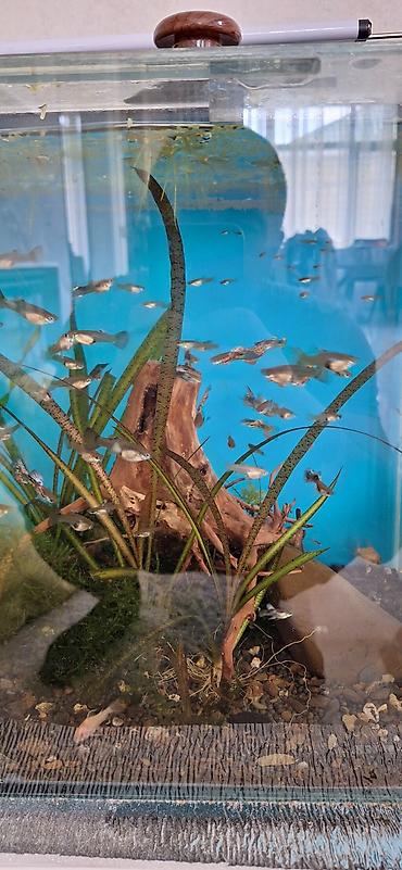 akvarium balıqları: Quppi, Sülhsevər, Ünvandan götürmə — 5