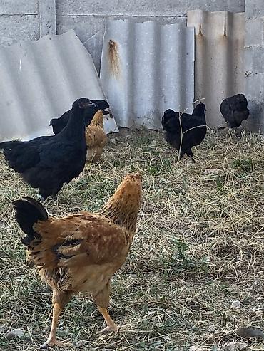 продам кента: Продаю | Куры | Для разведения — 2