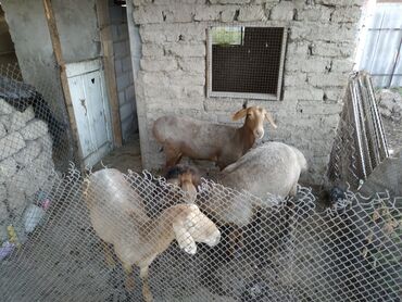 Продаю | Овца (самка) | Гиссарская | Для разведения | Котные, Матка