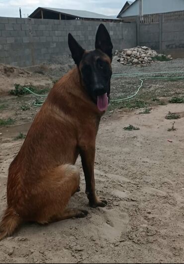продажа щенков немецкой овчарки в бишкеке с документами: Бельгийская овчарка малинуа вязка итке кошконго сатылбайт окууп анан