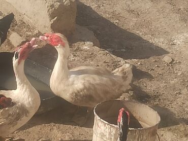 Ördəklər: Erkək, | Lal ördək, Ətlik, Pulsuz çatdırılma