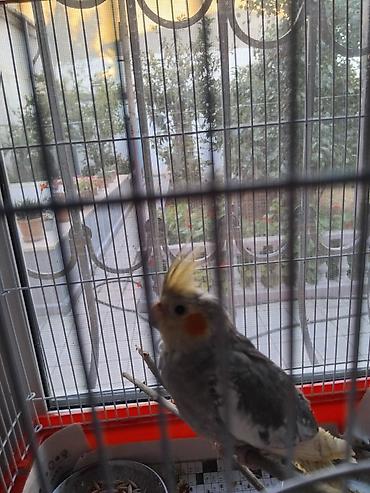 Quşlar: Nymph quşu (Cockatiel) - Növ: Nymph/Cockatiel - Rəng: boz-ağ qarışıq — 3