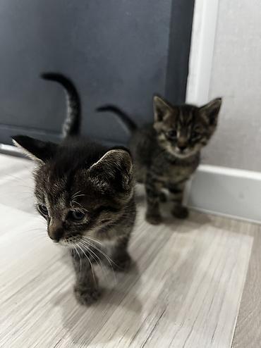 кошки британцы цена: Котёнок тигрового окраса. продаются обои один мальчик вторая девочка — 10