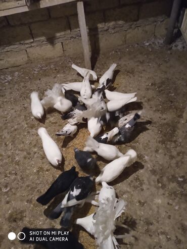 Göyərçinlər: Super göyərçinlər bu yay 7-8 saat uçan Dəniz qırağında gecədən — 3