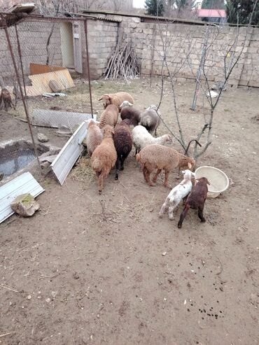 Qoyunlar, qoçlar: Məhsul: Qoyun və quzular Qoyun balası ilə satılır cəm 13 qoyun 13 — 11