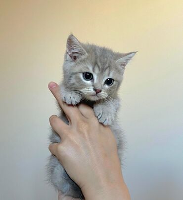 Pişiklər: Şinşilla, Erkək, Yaxşı əllərə -da lalafo.az — 6 Pişiklər: Şinşilla, Erkək, Yaxşı əllərə — 6