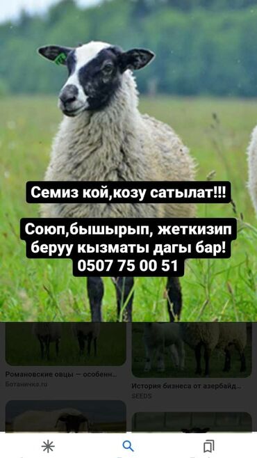 Животные: Продаю | Овца (самка), Ягненок, Баран (самец) | На забой | Кастрированные