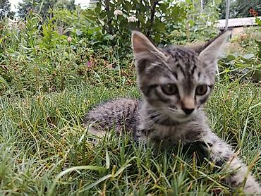 Кошки: 2 месяца, Мальчик, Приучена к лотку — 4