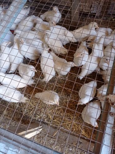 голубь птицы: А г каракол продаются цыплята декалб уран (все курочки) возраст 35