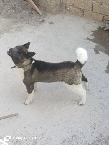 it pudel: Akita-inu, 4 ay, Dişi, Peyvəndli, Ünvandan götürmə, Ödənişli çatdırılma
