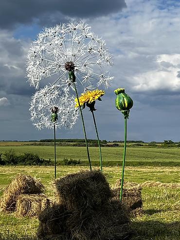 lavanda sadnice: Prodajem prelepe, ručno rađene dekorativne maslačce. Savršen ukras za — 2