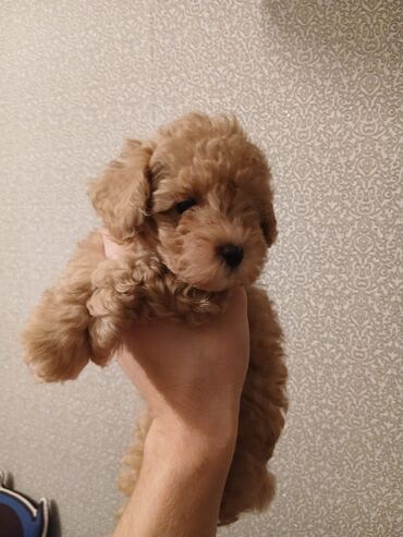 İtlər: Pudel, 2 ay — 3