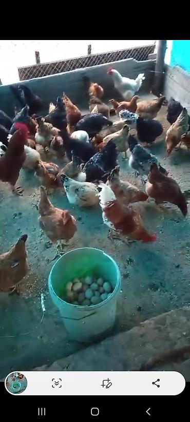 yumurta mayalı: Salam aleykum.Mayalı kənd yumurtası.Təbii otnan bugdaynan bəslənən — 2