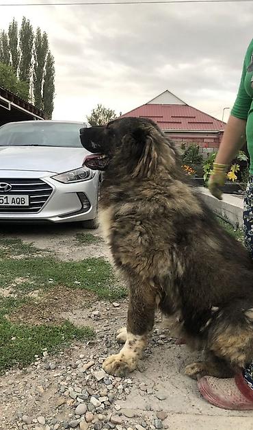 Үй жаныбарлары: СРОЧНО! Продаётся кавказская овчарка, кобель, 5 лет. Есть родословная — 4