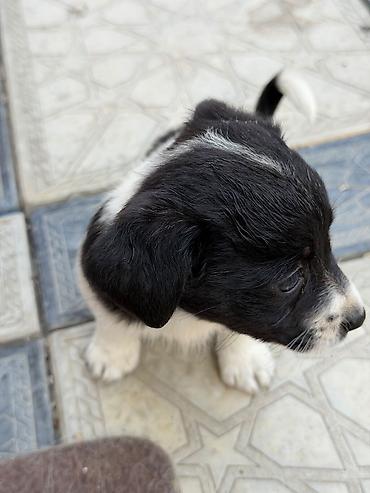 doberman itləri: Zvonok, 1 ay, Dişi, Ünvandan götürmə — 7
