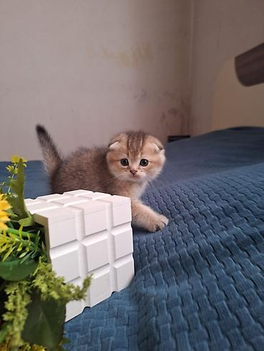 Pişiklər: Şotland — 3