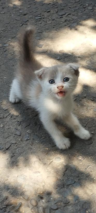 котенок скотиш фолд: Котята с загнутыми ушками (тип «скоттиш-фолд» по внешности). Окрас: - — 3