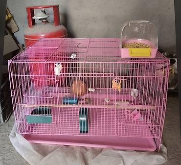 живой попугай купить: Продам большую клетку. подойдёт для птичекдля кроликов,для морских — 1