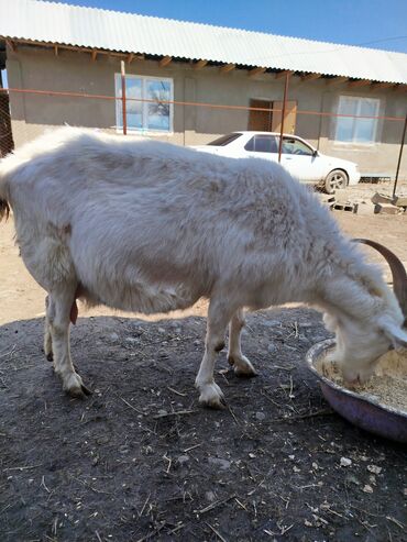продаю козы: Продаю | Коза (самка) | Зааненская | Для молока
