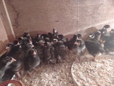 Cücələr: Xarkov cuceleri 25 günlük satiwda — 7