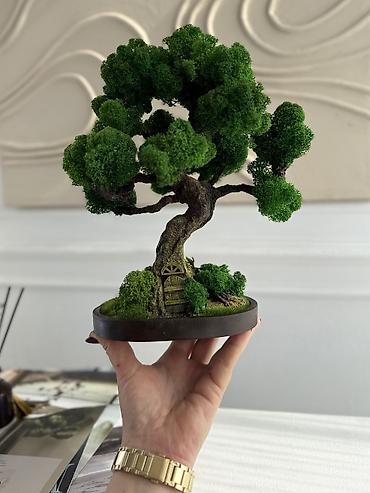 Декоративные цветы: Бонсай ручной работы из натурального стабилизированного мха от 1500 — 30