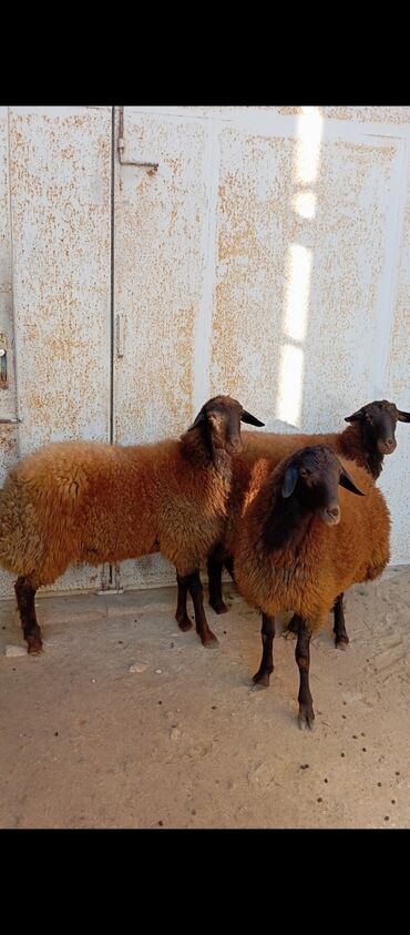 en yaxsi bugda sortu: Salam ünvan bakınin maştağa Kendi obşi 3 baş qoçlar qala sortu reyal