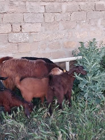 Keçilər, çəpişlər: Super Hələb keçisi ! 2 si birinci qarına doğub 2 sidə 3 qarına doğub — 3