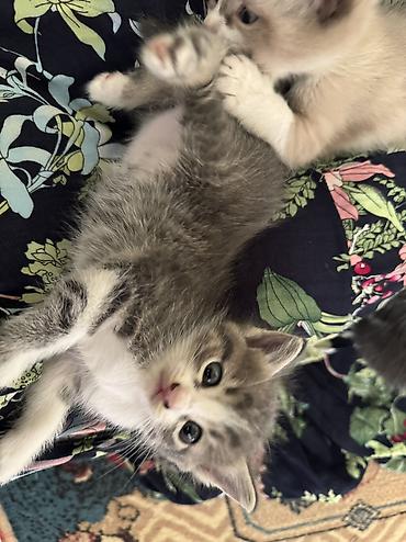 Продажа кошек: Отдадим в добрые руки 😊🌸 Мама котят - сибирская маскорадная ✨ Родились — 2