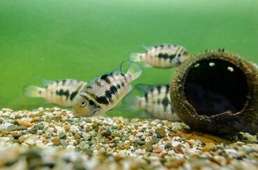 купить аквариум: Dördbucaq akvarium, Balıqlarla birlikdə, 100 l