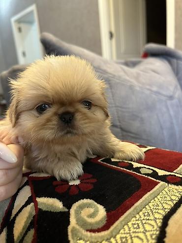 İtlər: Pekines — 13