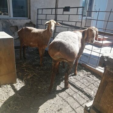 кой кози: Продаю | Овца (самка), Ягненок | Арашан | Для разведения | Матка