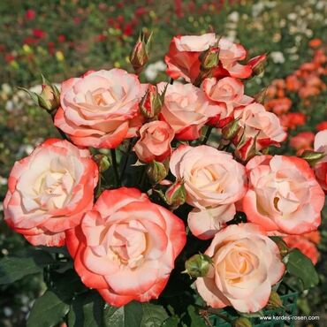 кустарные цветы: Продаем: многолетние кустарники, цветы, вьющиеся розы. тел