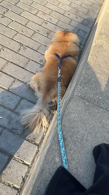 online evden is: Pequinz (Pekingese) cinsi erkey cütleşddirmek — 1