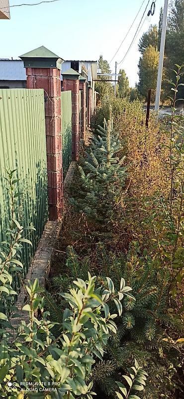 Продаются хвойные деревья для озеленения участка. На фото