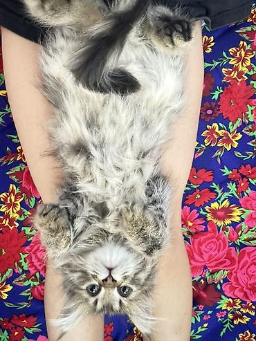 манчкины котята: Порода: котёнок с длинной пушистой шерстью, тигровый (серо-коричневый — 2