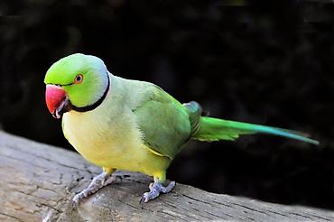 cat tanışlıq: Məhsul: Yaşıl Halqa-boğaz (Ringneck) tutuquşusu Xüsusiyyətlər: - — 4