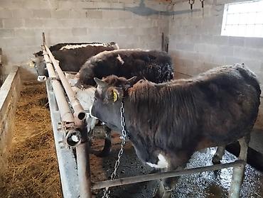 Коровы, быки: Продаю | Бык (самец) at lalafo.kg — 1 Коровы, быки: Продаю | Бык (самец) — 1