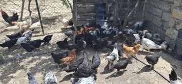 firəng toyuqları: Toyuq, Damazlıq, Ünvandan götürmə, Ödənişli çatdırılma