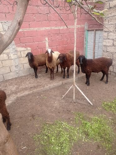 Qoyunlar, qoçlar: Erkək, Qala, il: 1, Damazlıq, Ətlik, Ünvandan götürmə — 2
