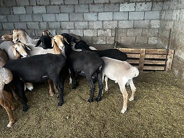 сколько стоит баран: Продаю | Овца (самка), Ягненок, Баран (самец) — 3