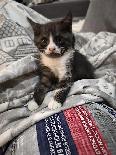 кошка скотиш: Скотиш Страйт (Шотландская прямоухая), 2 месяца, Мальчик, Биколор — 9