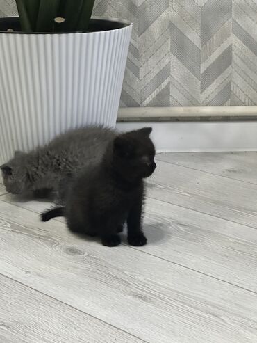 шотландская вислоухая кошка черная: Британская короткошёрстная, 2 месяца, Девочка, Серый, Приучена к лотку, Проглистована